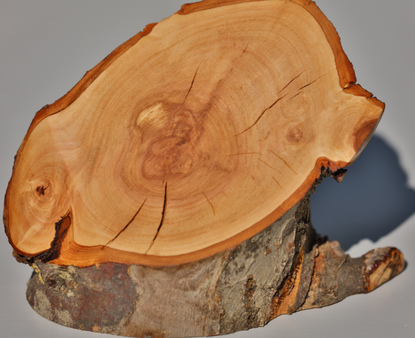 Fotoliner Holz Unikat